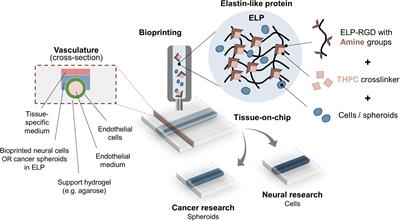 Bioprinting Cell- and Spheroid-Laden Protein-Engineered Hydrogels as Tissue-on-Chip Platforms